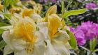 GäM2: Exkursion zur Rhododendronblüte nach Bad Sassendorf